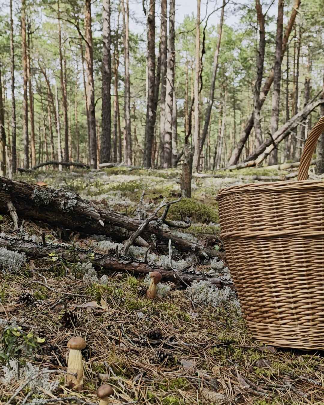 Priežu meža zemsedze ar baravikām, sūnām un pinuma sēņošanas grozu