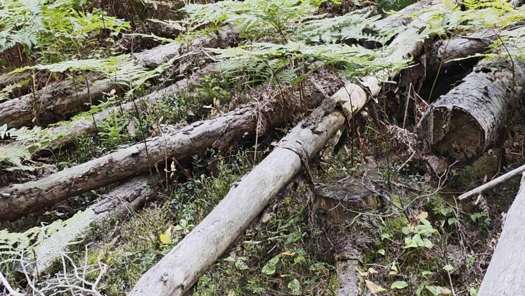 Meža zeme ar papardēm un gāztiem koku stumbriem starp priedēm