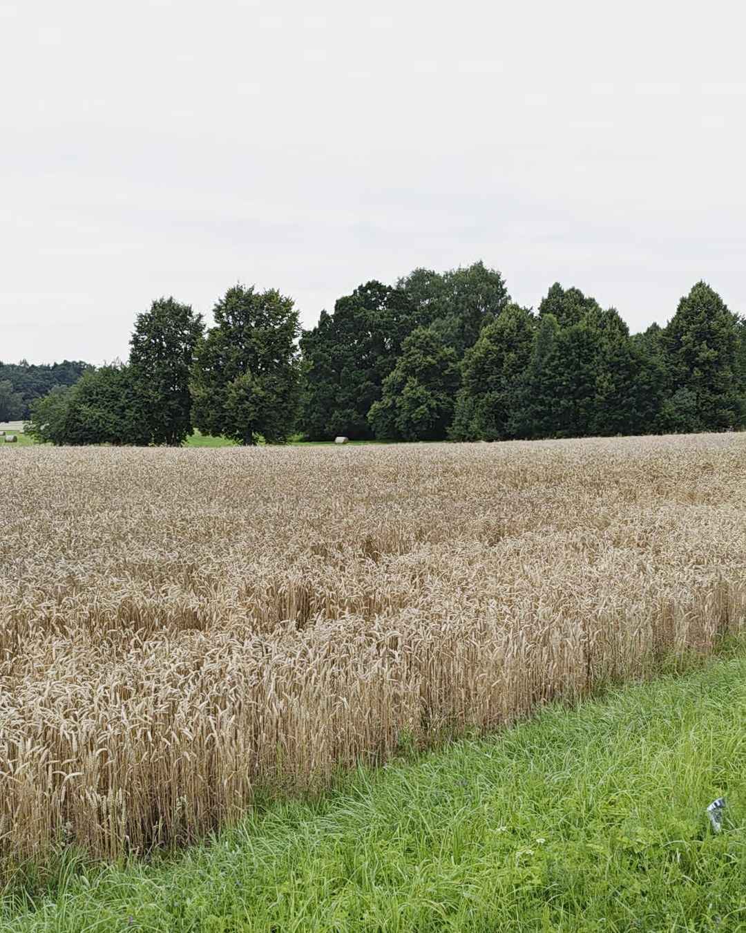 Labības lauka mala pret zaļu ceļmalu, tālumā koku josla un pelēkas debesis