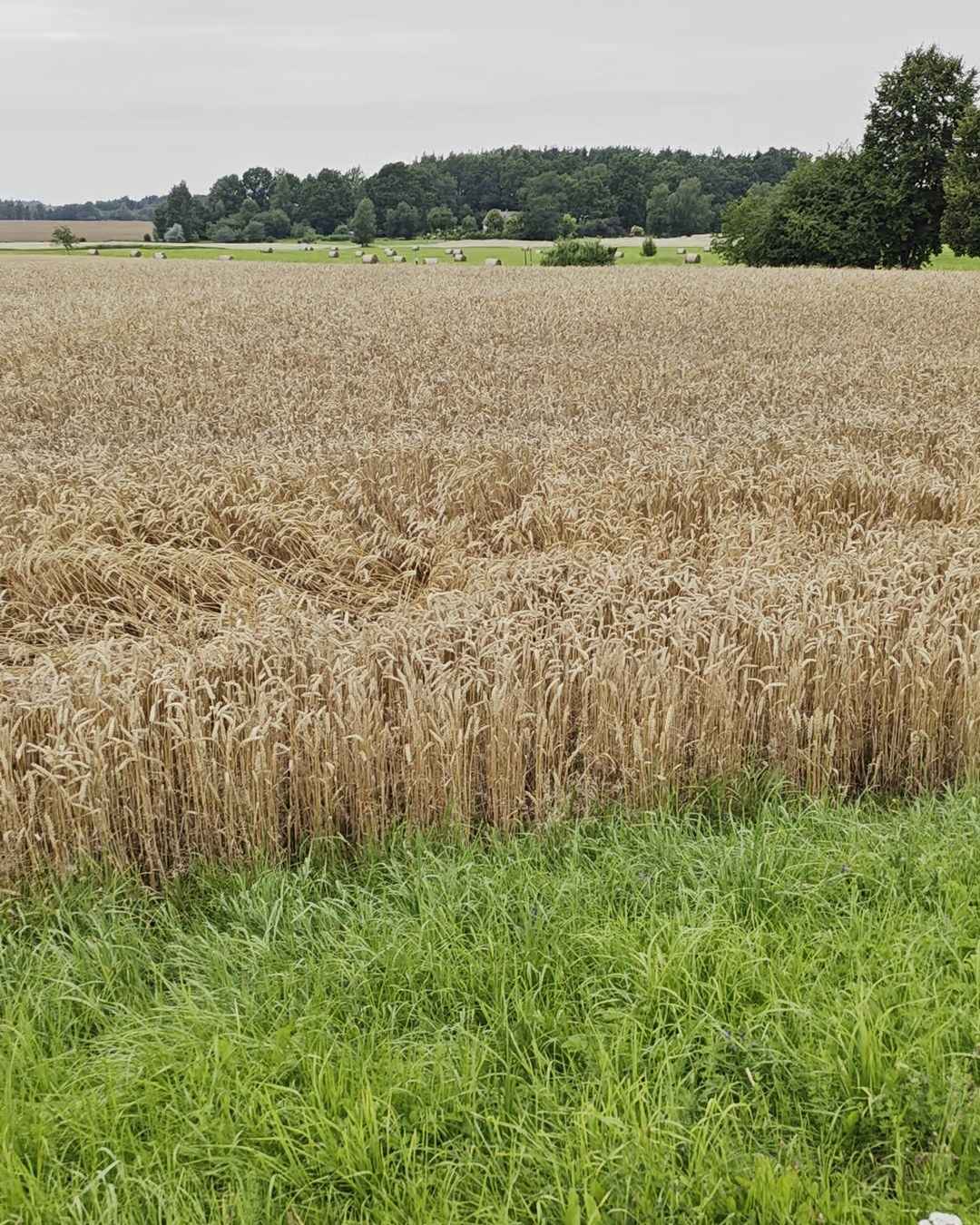 Nogatavojies kviešu lauks ar zaļu zāles joslu priekšplānā un koku līniju pie horizonta